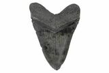 Fossil Megalodon Tooth - South Carolina #168107-1